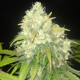 Delicious Seeds Critical Sensi Star Feminized