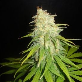 Delicious Seeds Critical Yumbolt Feminized
