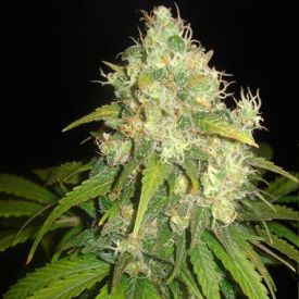 Delicious Seeds Fruity Chronic Juice Feminized