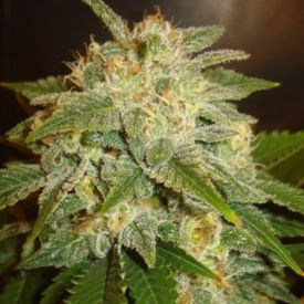 Delicious Seeds La Bella Afrodita Auto Feminized