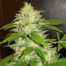 Delicious Seeds La Musa Auto Feminized