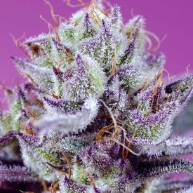 Diablos Delight XL Auto