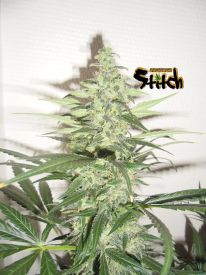 Diesel Haze Autoflowering Feminised Seeds