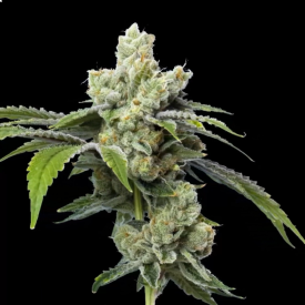 Do-Si-Dos Feminized