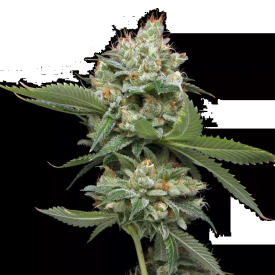 Donny Burger Feminized