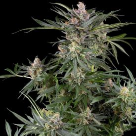 Dosimosa Feminized