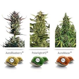 Dutch Passion Colour Mix 6 AutoFlowering Feminized