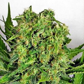 Dutch Passion Dutch Cheese Seeds Feminized