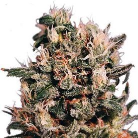 Dutch Passion Euforia Feminized