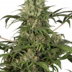 Dutch Passion Green Spirit Feminized