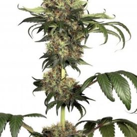 Dutch Passion Isis Feminized