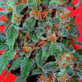 Dutch Passion Orange Bud Feminized