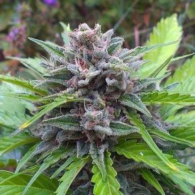 Tundra Feminized Autoflowering