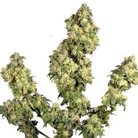 Dutch Passion Ultra Skunk Feminized