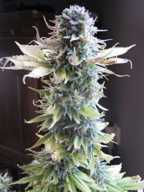 Early Skunk Feminised Seeds