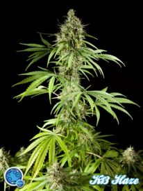 Easy Haze Feminised Seeds