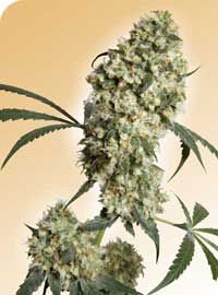 Ed Rosenthal Superbud Regular Seeds