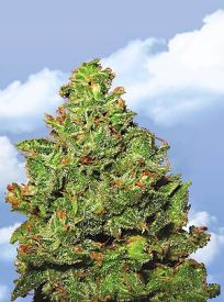 Edelweiss Feminised Seeds