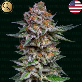 El Patrón Dosidos Feminized