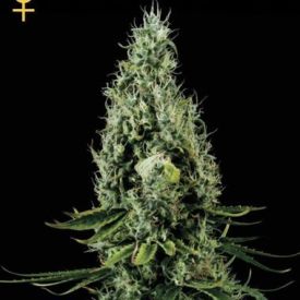 Green House Seeds Arjans Haze #2 Feminized