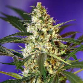 Fast Bud Auto