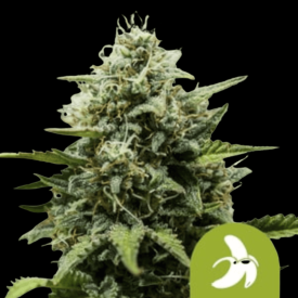 Fat Banana Auto