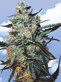 Female Mix Feminised Seeds