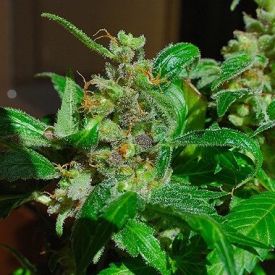 Female Seeds Black Sugar Feminized