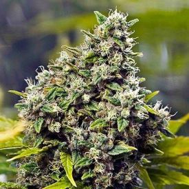 Female Seeds Grapefruit Feminized