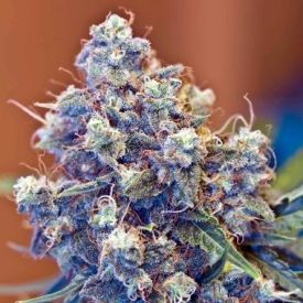 Female Seeds Iced Grapefruit Feminized