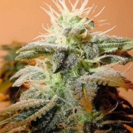 Female Seeds Indoor Mix Feminized Seeds