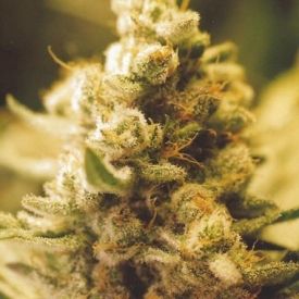 Female Seeds Lemon Kush Feminized