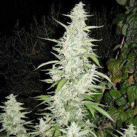 Female Seeds Maroc Feminized