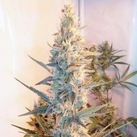 Female Seeds Outdoor Grapefruit Feminized