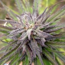 Female Seeds Purple Power Feminized