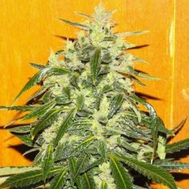 Female Seeds Tropical Ice Feminized