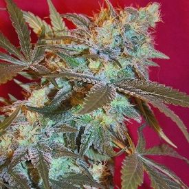 Female Seeds White Widow Feminized