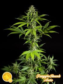 Fraggle Skunk Auto Feminised Seeds