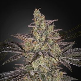 Frosted Guava Autoflowering