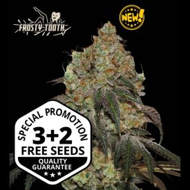 Frosty Tooth Feminized