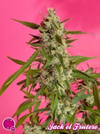 Fruity Jack Feminised Seeds