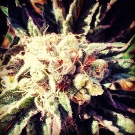 Fruity Widow Feminised Seeds