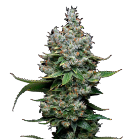 Funfetti Poundcake Feminized