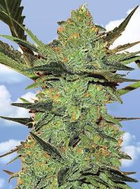 G-Force Feminised Seeds