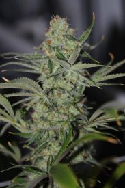 Galactic Jack Regular Seeds