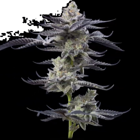 Gary Payton Feminized