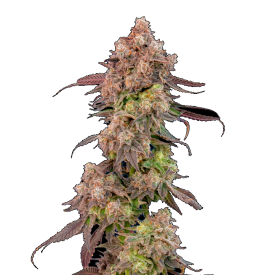 Gas Face Auto