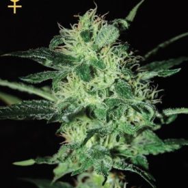 GreenHouse Seeds Super Critical Feminized