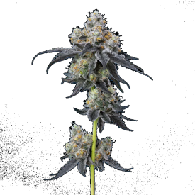 Gelato 33 Feminized