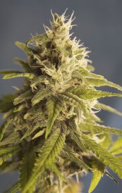 GG #1 Feminised Seeds